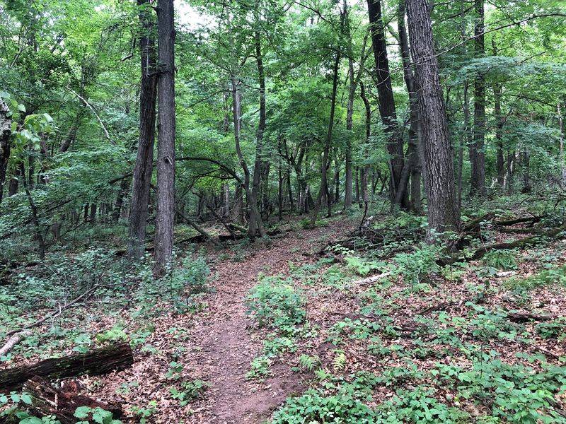 Trails Built For Every Kind Of Walker