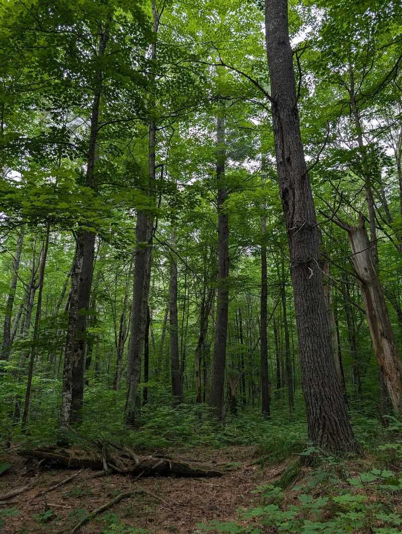 Miles Of Trails That Roll Through Changing Woods