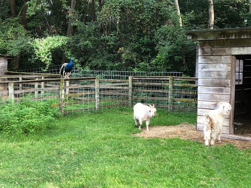 Meet The Animals Living Behind The Parking Lot