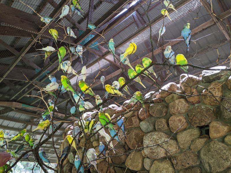 The Aviary Where Parakeets Land Right On Your Hand
