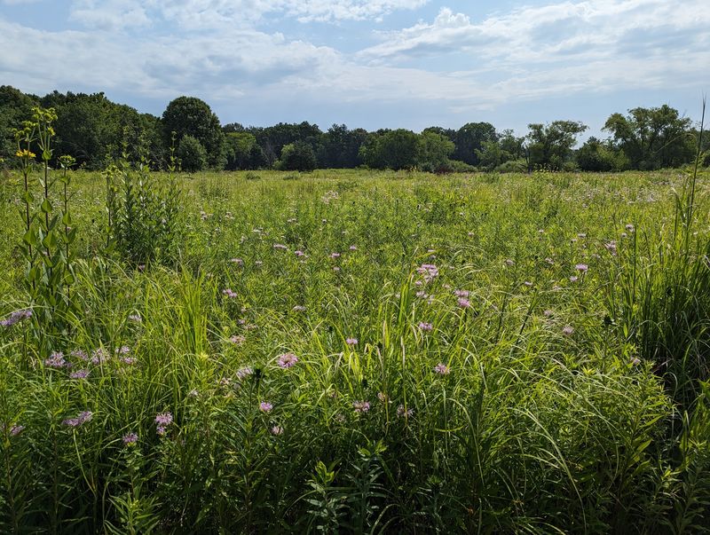 Restored Prairie Beauty That Changes With Every Season