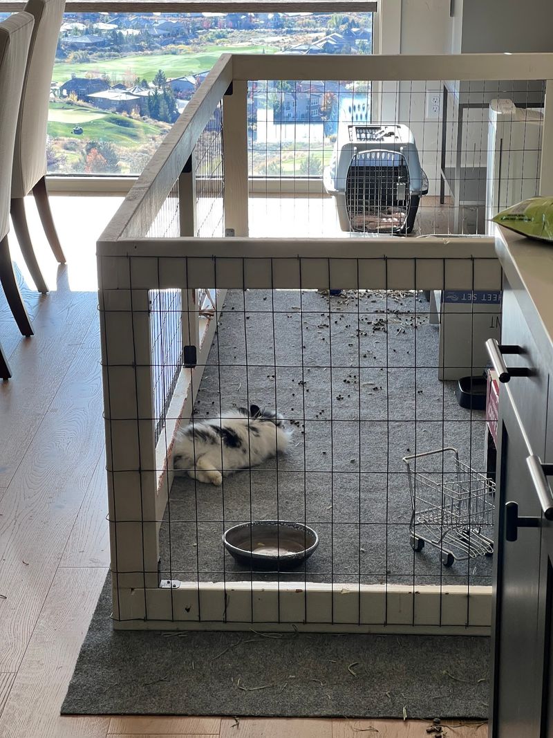 Rabbits Finally Finding The Comfort They Deserve