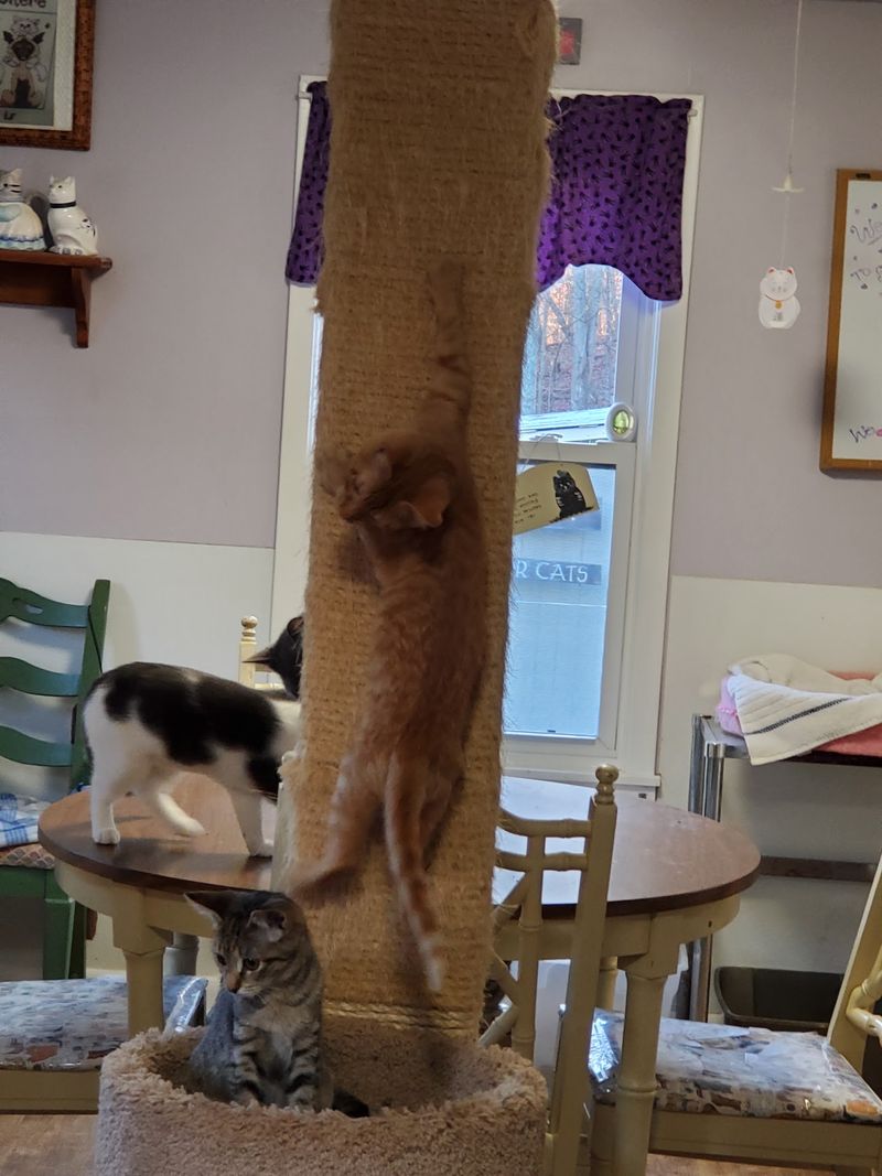 Common Health Issues Among Rescued Cats