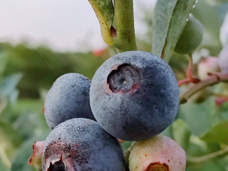 Endless Supply Of Fresh Ripe Blueberries