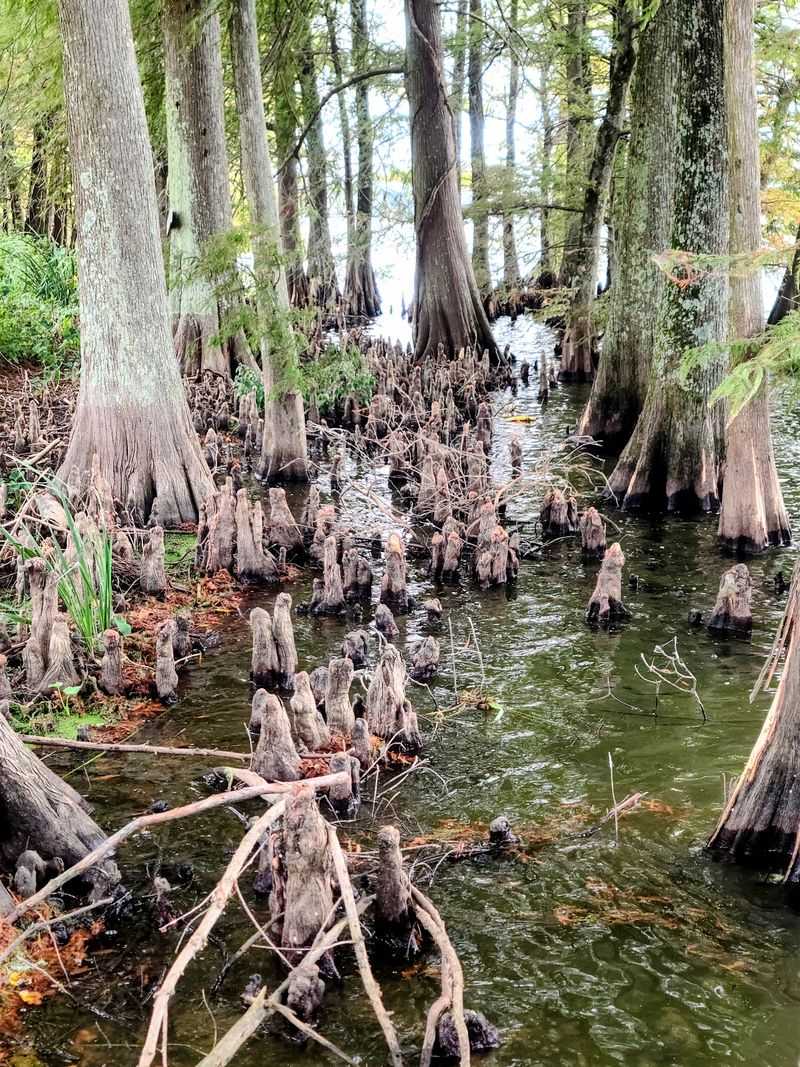 Ancient Oaks And Cypress Standing Watch