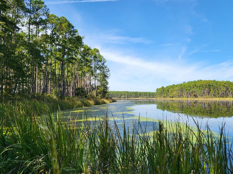 Blackwater River State Forest