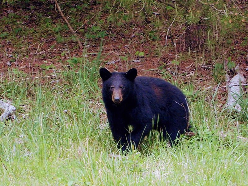 Rich Mountain Loop, Cades Cove