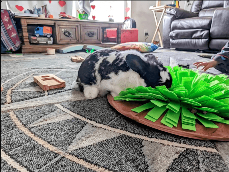Fostering That Turns Homes Into Safe Landing Spots