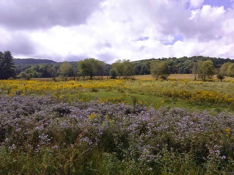 Cranberry Bogs Left Behind By The Ice Age