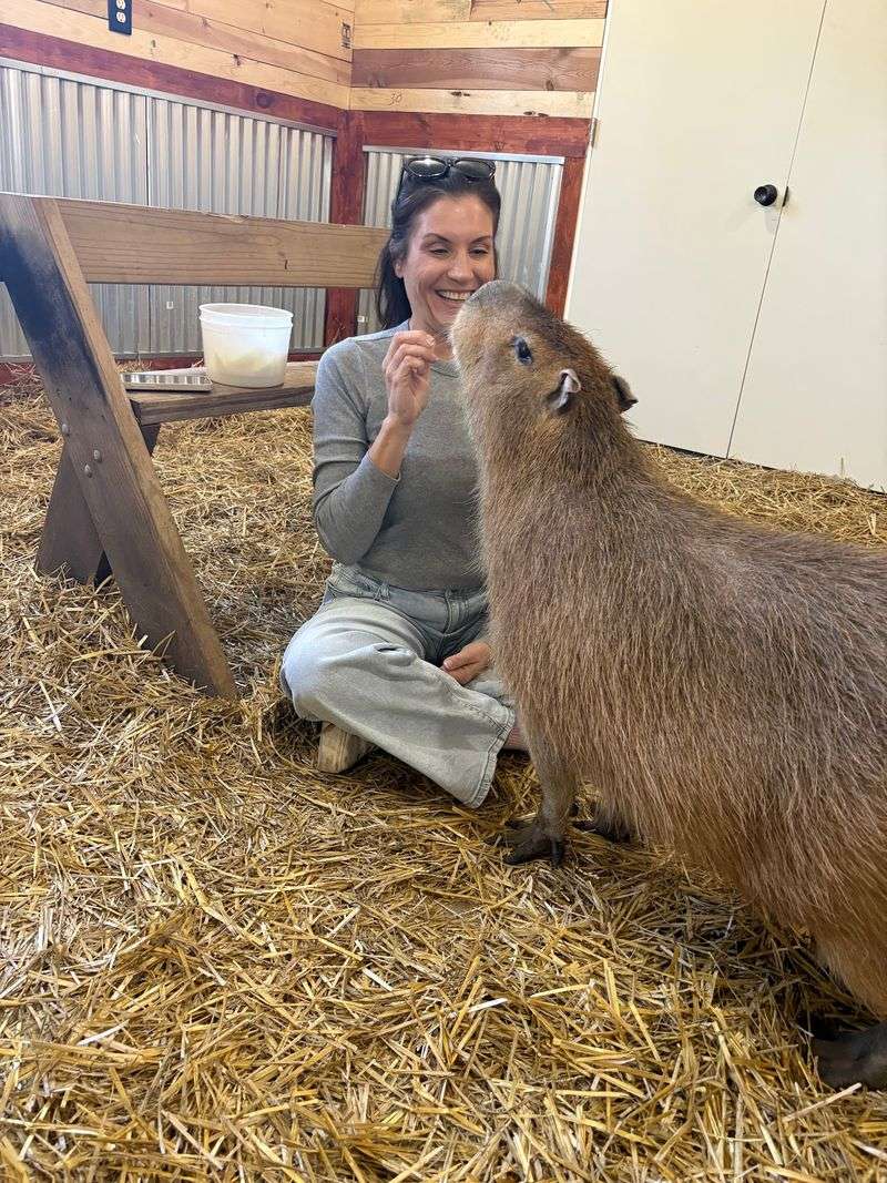 Meet The Capybaras Everyone Loves