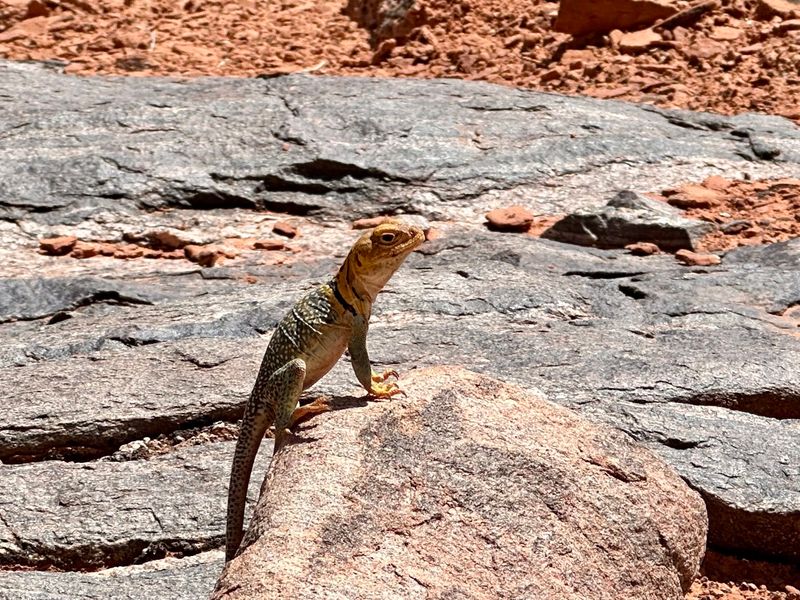 Where Desert Wildlife Comes Alive