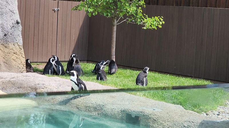 The Wild Animal Park