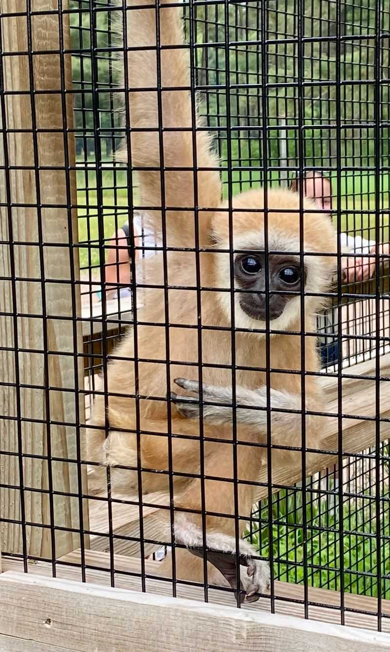 Unexpected Animal Encounters Around Every Corner