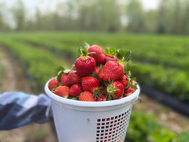 Berries, Peaches And Corn Beyond The Blooms