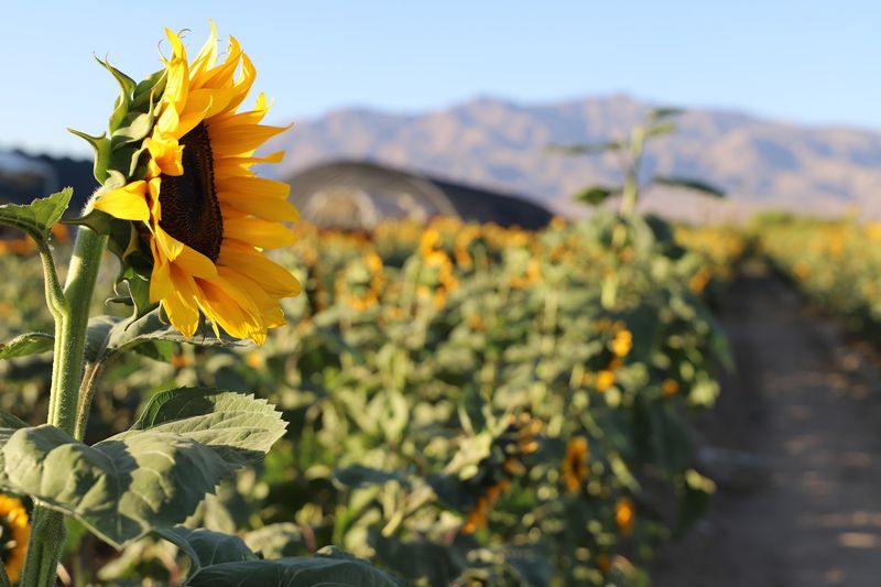 Sunflower Fields Steal The Late Summer Spotlight