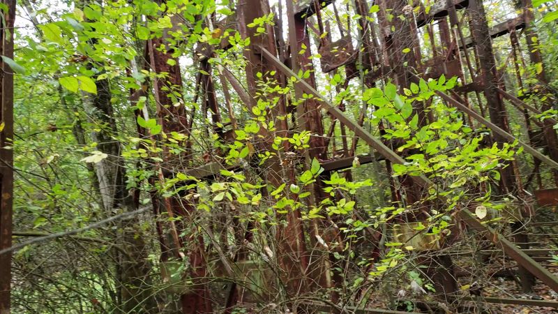 Natural Reclamation And Wildlife Interaction