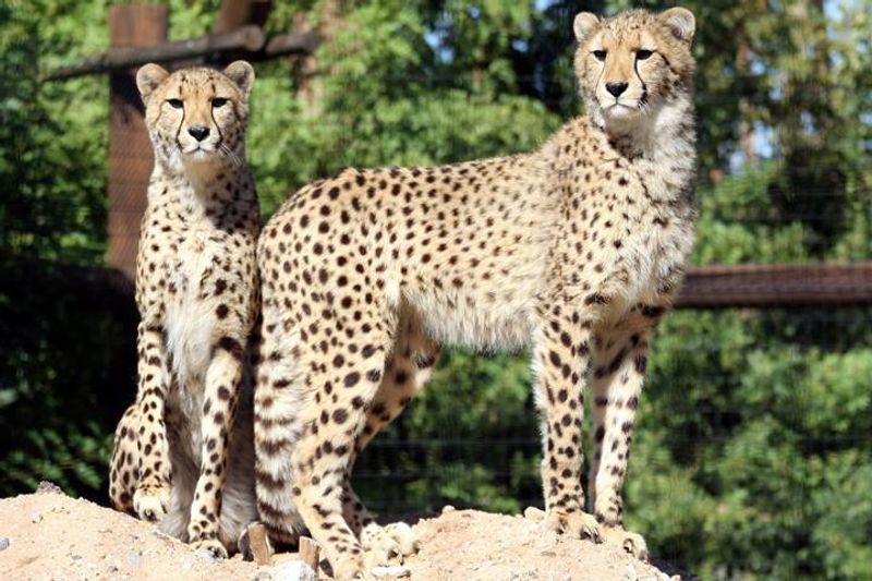 Safari Rides Worth Every Step