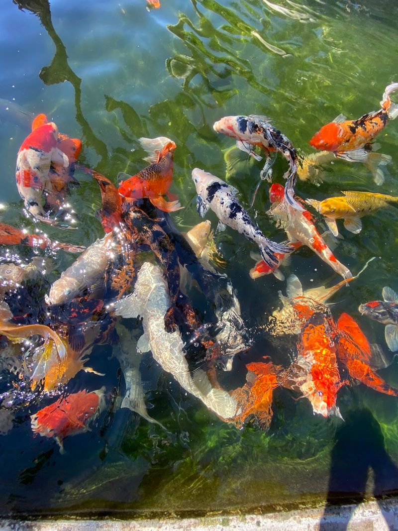Arizona's First Public Aquarium