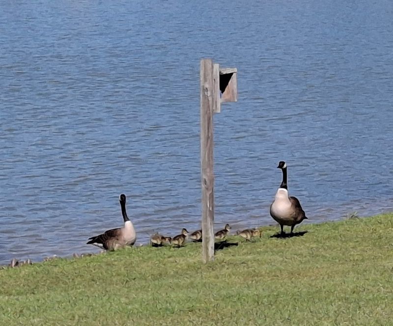 Wildlife That Shares The Trail With You