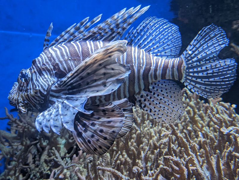 Specialized Exhibits Showcasing Nocturnal Fish Species