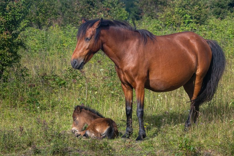 Wild Ponies, High Meadows, And Grayson Highlands Nearby