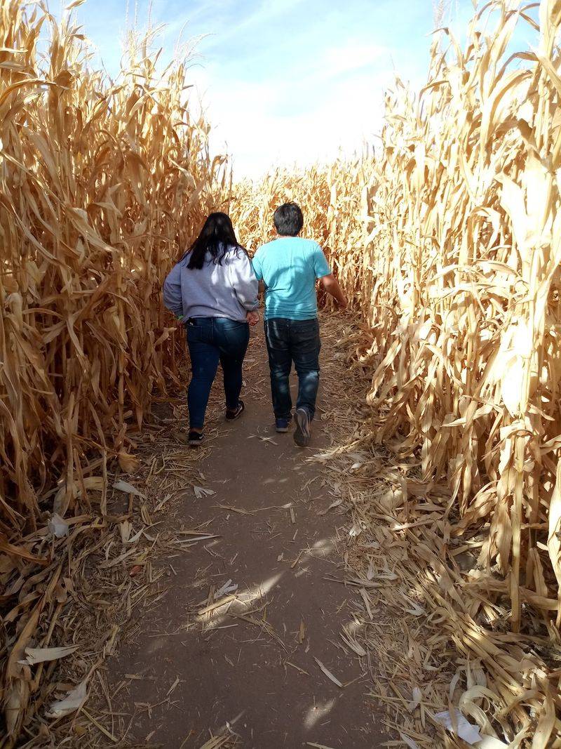 Getting Lost In The West's First Corn Maze