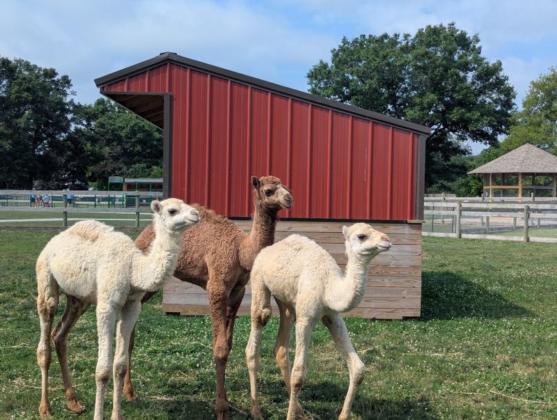 Kangaroos Camels And Coatis Bring New Surprises On Foot