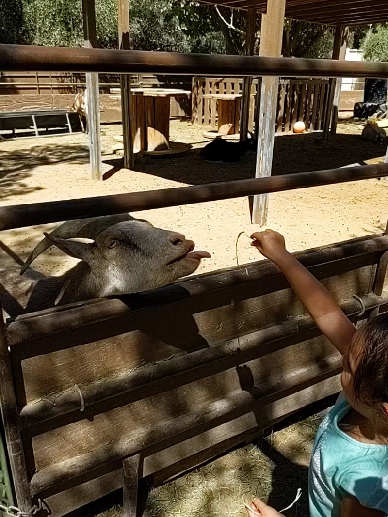Feeding Time With Rescued Barnyard Animals