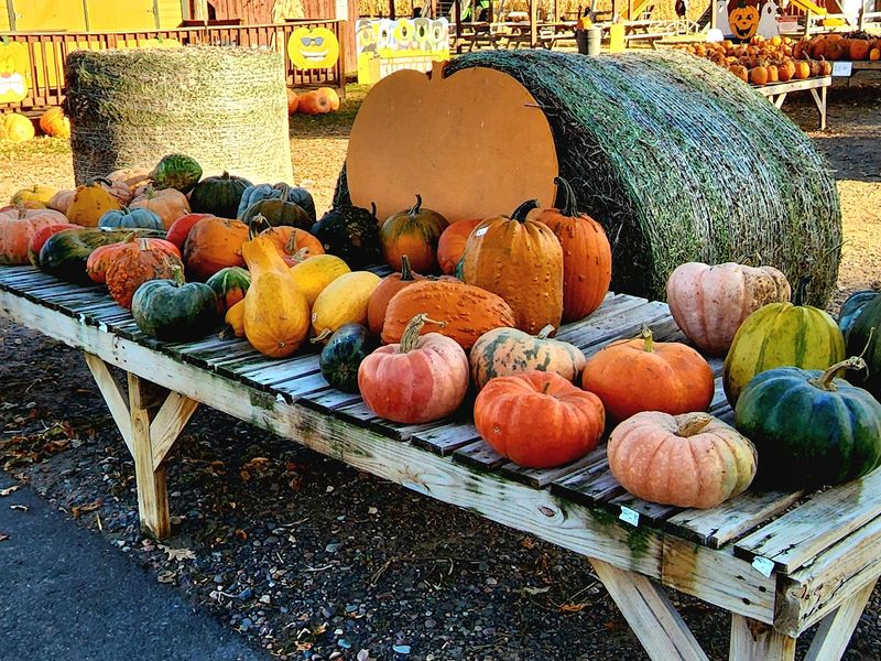 Pumpkins In Every Shape And Size