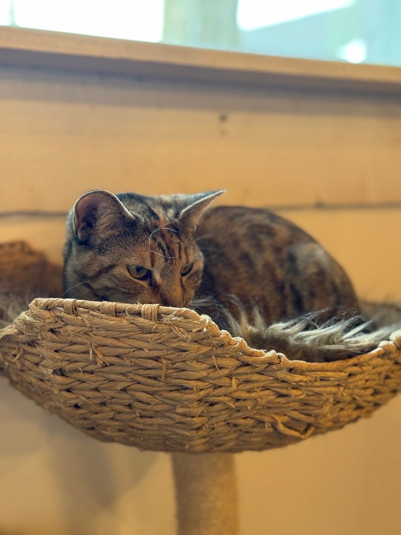 The Pretty Paw Lounge — 370 Mariaville Rd, Rotterdam, NY 12306