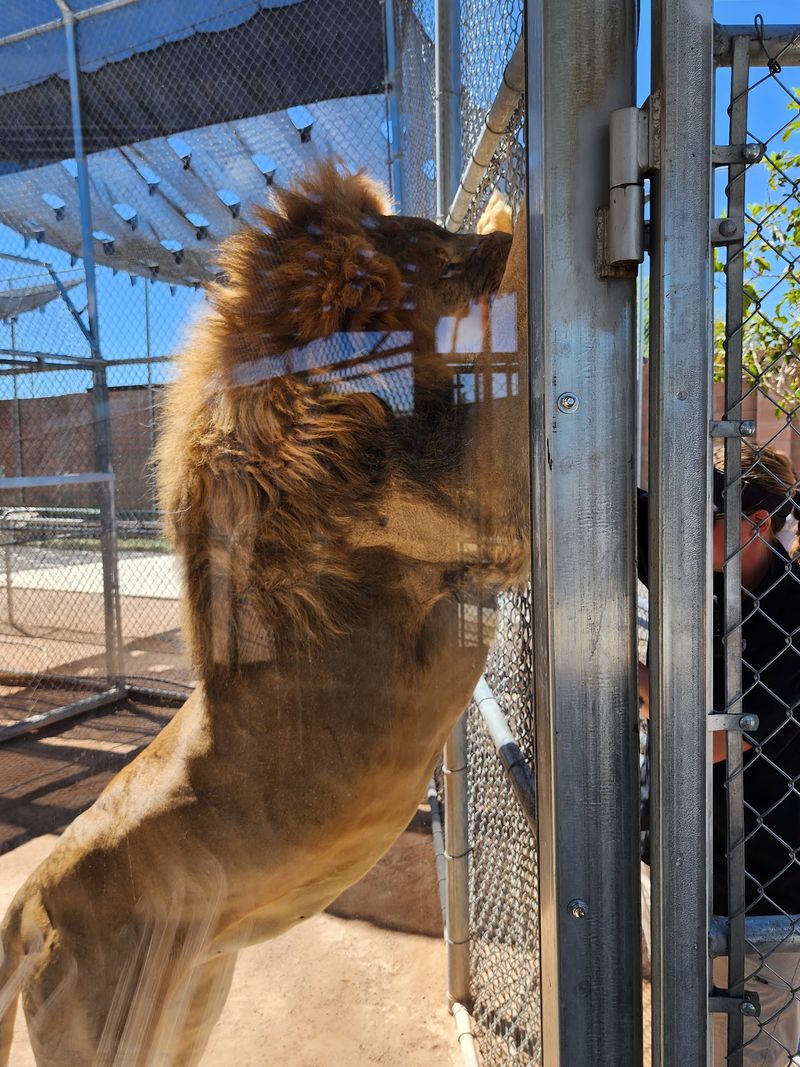 Dining Surrounded By Big Cats