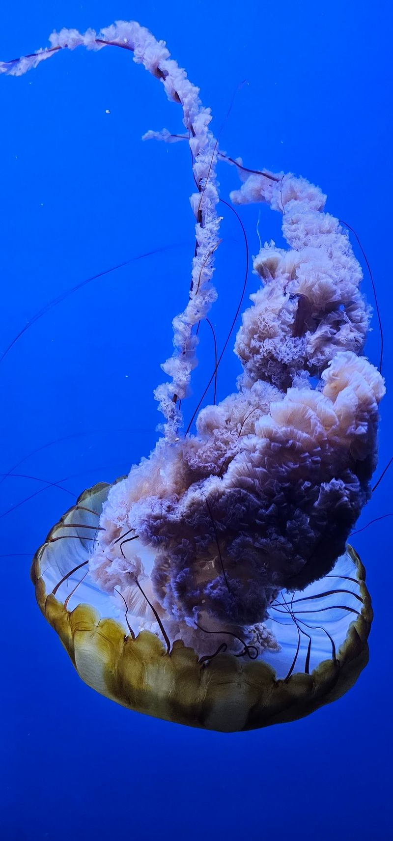 Quiet Spaces For Relaxation Amid Marine Displays