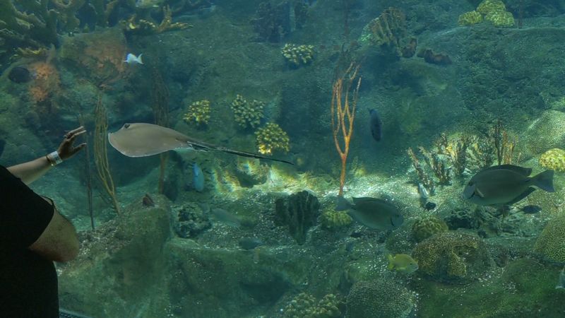 Unique Underwater Viewing Experiences