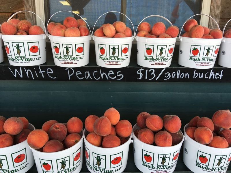 Peach Picking When The Trees Are Loaded