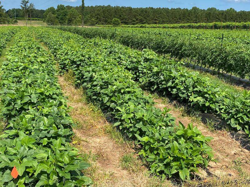 Varieties Of Muscadines Found In Mississippi