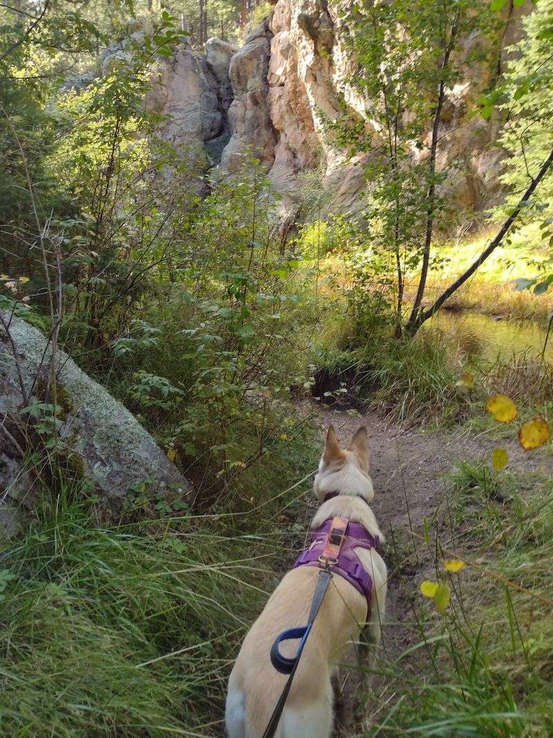 Wildlife Around Water Spots