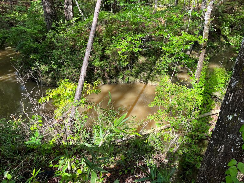Homochitto National Forest - Southwest MS