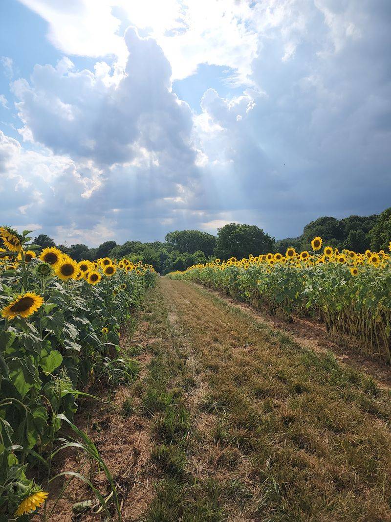 Red River Farms, Springfield