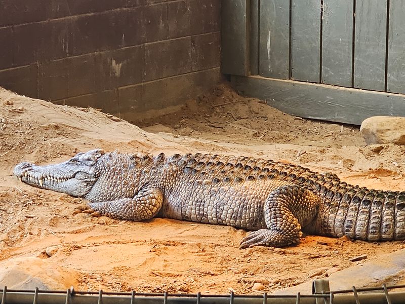 Meet The American Alligator