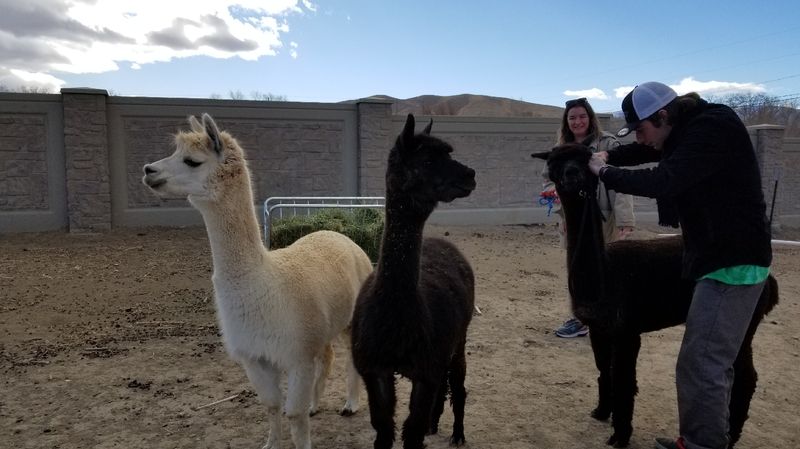 Sawdust Alpacas LLC, Fallon