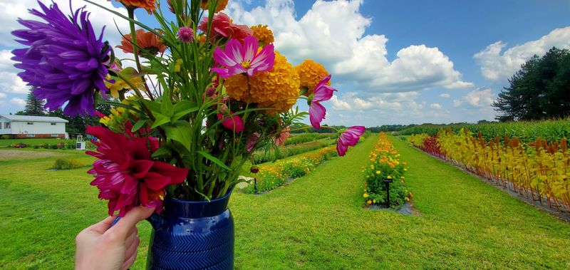 Zinnias, Gladiolus, And About 200 Cousins
