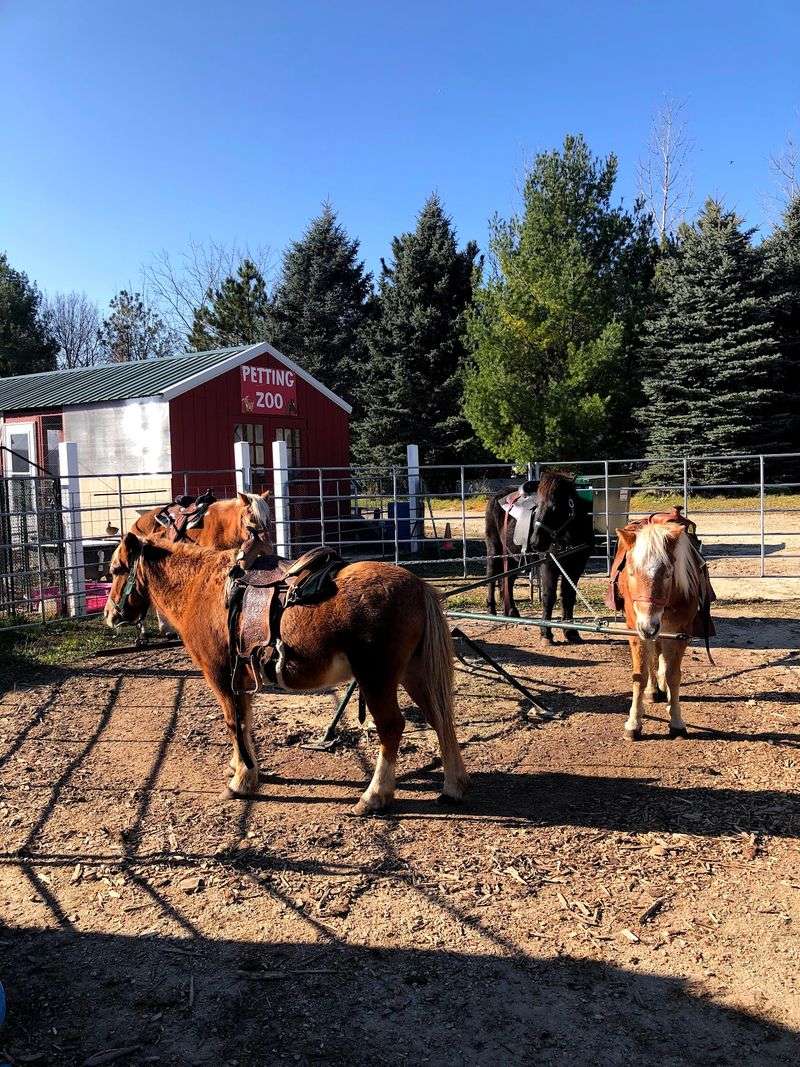 Pony Rides That Make Kids Feel Ten Feet Tall