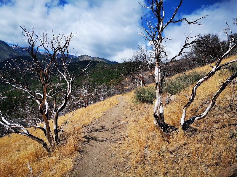 Mountain Bikers Share The Path Happily