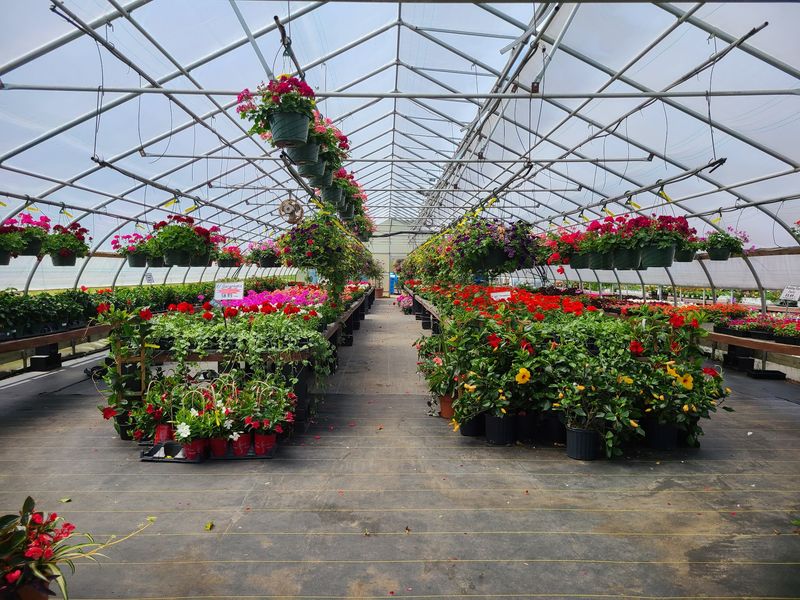 Scotts' Farm & Greenhouses