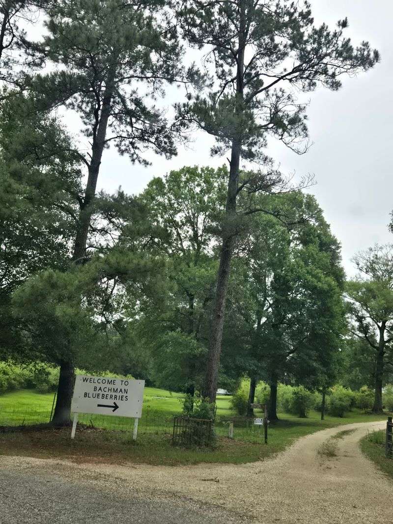 Pick Early Before The Louisiana Heat Kicks In