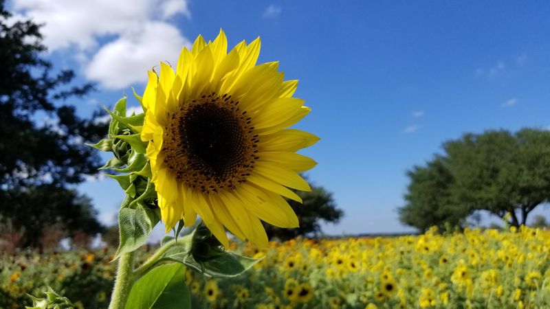 Where Yellow Takes Over The Hill Country