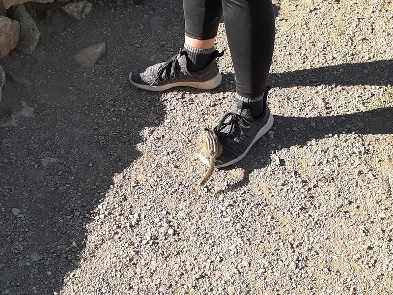 Wildlife Encounters With Chipmunks Along The Way