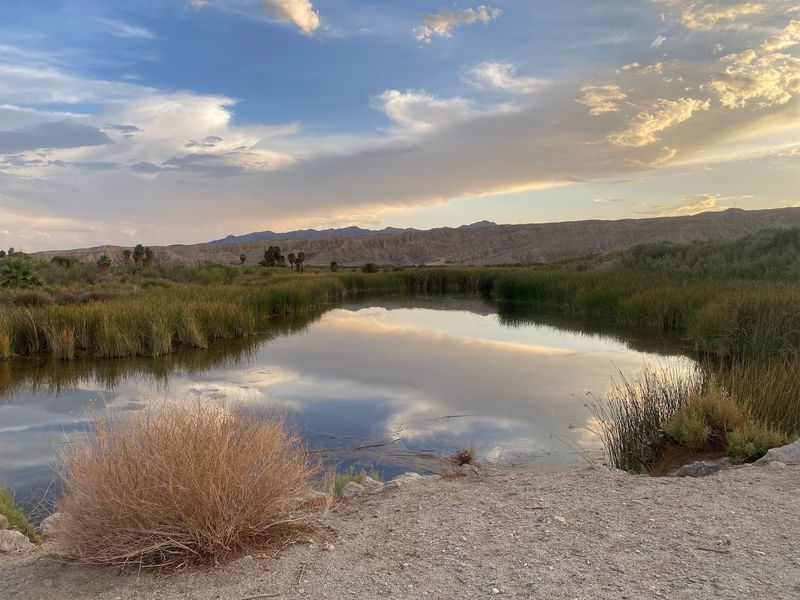 Roadrunners, Quail, And Other Desert Neighbors