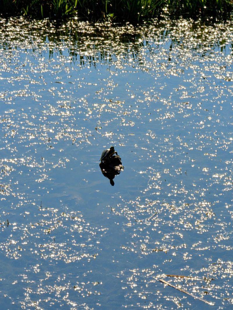 Wildlife That Shows Up Without An Invitation
