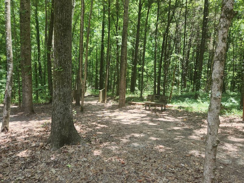 Trails Through Pine, Hardwood, And Hoofprints